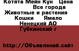 Котята Мейн Кун › Цена ­ 15 000 - Все города Животные и растения » Кошки   . Ямало-Ненецкий АО,Губкинский г.